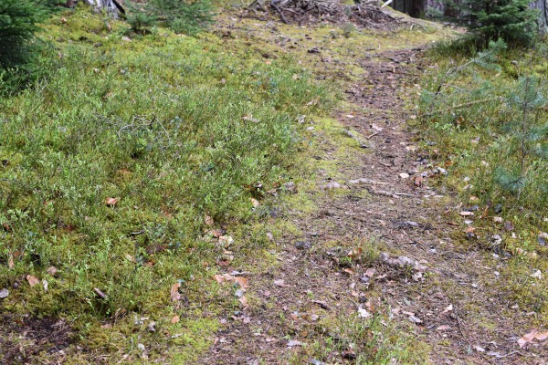 Wanderung zum Lanser Moor