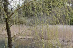 Wanderung zum Lanser Moor