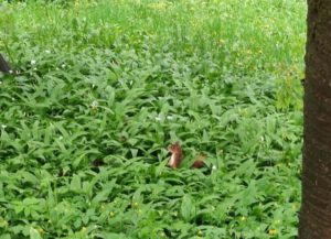Walpurgis und Beltane feiern als Familie