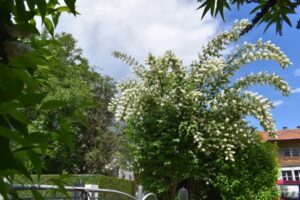 Bienengarten - wilder Garten