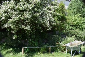 Bienengarten - wilder Garten