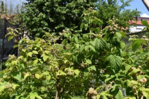 Bienengarten - wilder Garten