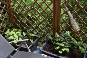 Bienengarten - wilder Garten