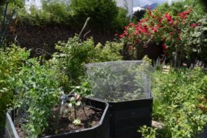 Bienengarten - wilder Garten