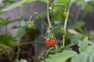 Walderdbeeren