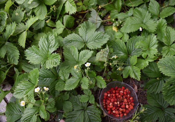 Walderdbeeren