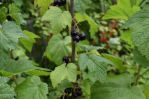 schwarze Johannisbeere