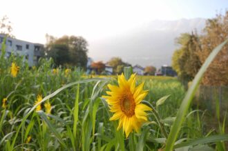 nun lass den Sommer gehen