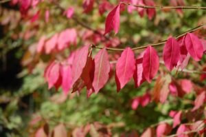 nun lass den Sommer gehen: Herbstlaub
