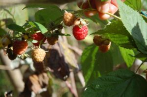 nun lass den Sommer gehen: Himbeeren