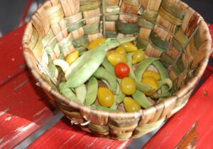 Tomaten: letze ERnte