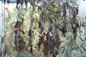 Tomaten: letze ERnte