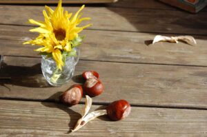 nun lass den Sommer gehen: Sonnenblumenfeld