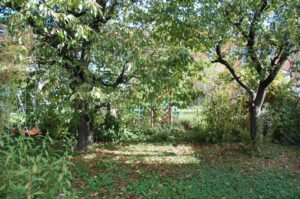 nun lass den Sommer gehen: Herbstlaub