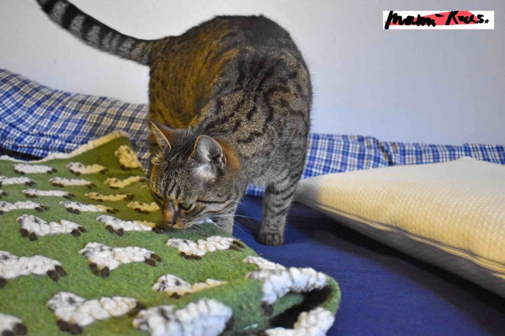 Ein guter Schlaf für Mütter klappt nicht immer mit Kater Leo, dafür hilft aber die neue ergonomische Matratze