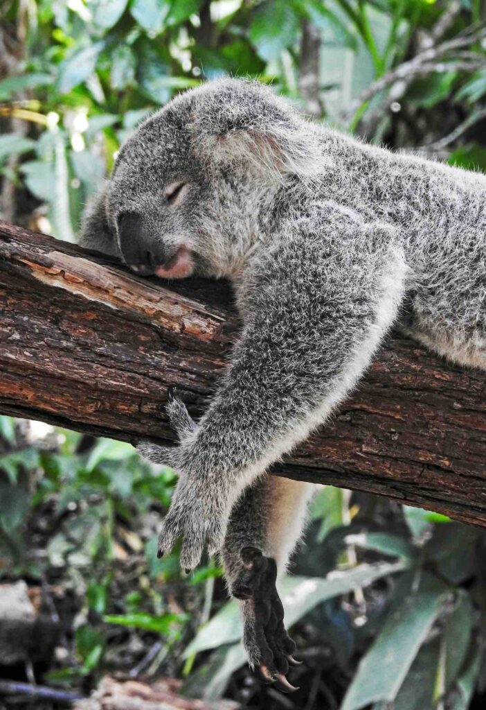 Schlafgewohnheiten und Schlafhygiene wirken sich auf unser Wholbefinden aus. Dieser Koala schläft selig auf einem Ast.